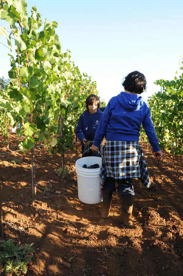 people in nature, farmworker, agriculture, soil, plantation, grapevines