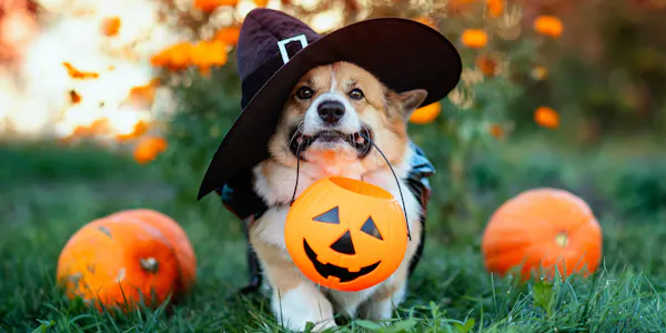dog, carnivores, black, snout, calabaza, canidae