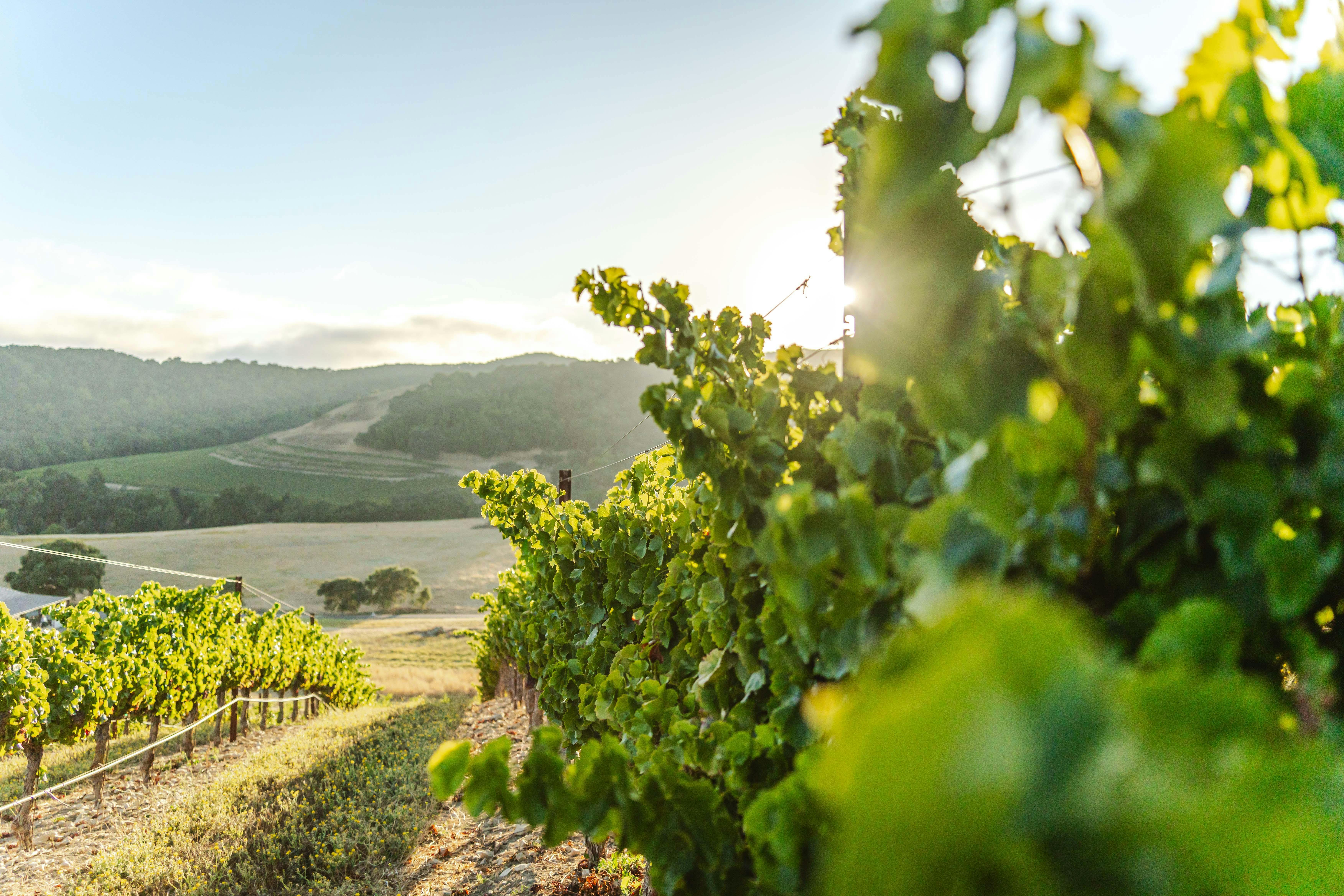 Jack Creek Cellars