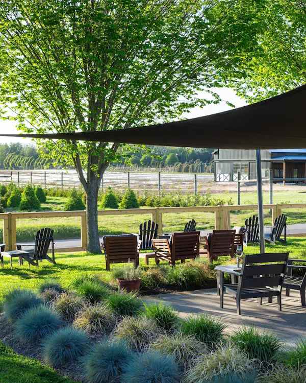 grass, plants, garden, shrub, public space, shade