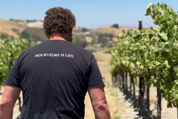 active shirt, agriculture, vineyard, grapevines, plantation