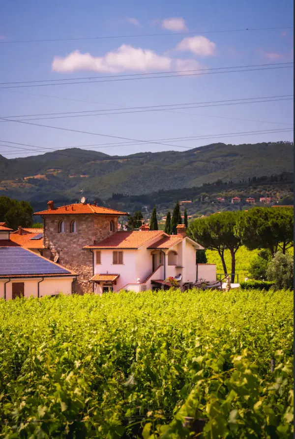 agriculture, plantation, field, vineyard, crop, dessert wine