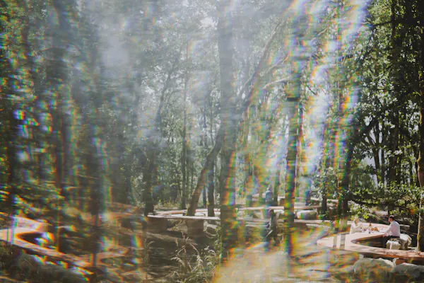 nature, natural environment, wood, branch, forest, trunk