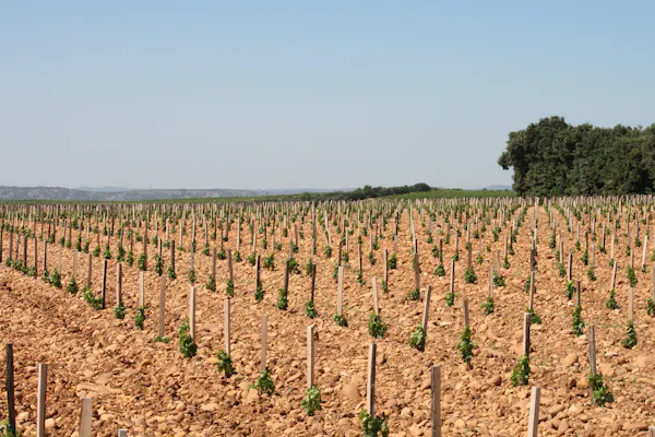 agriculture, field, plantation, plain, soil, crop