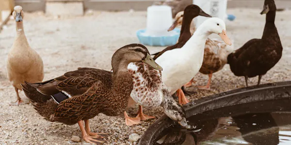 bird, beak, ducks, water bird, vertebrate, neck