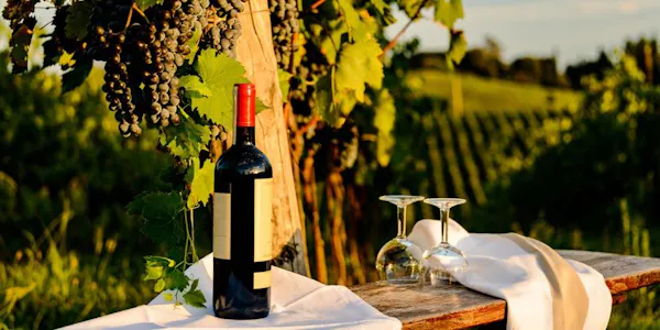 agriculture, alcoholic drink, wine, vineyard, barware, dessert wine
