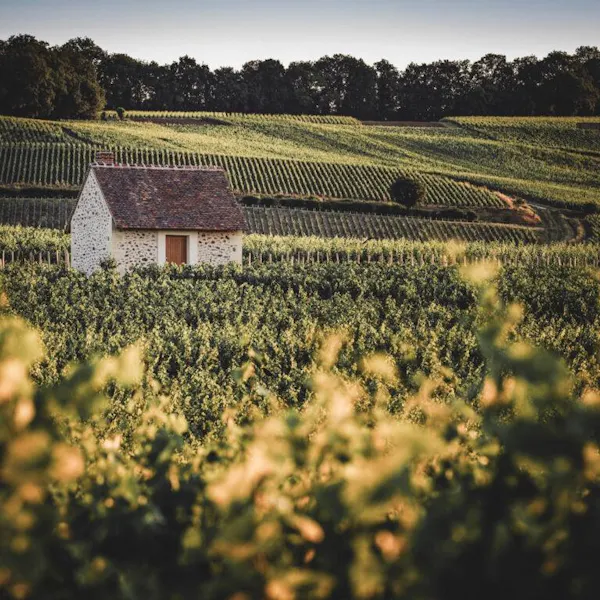 rural area, agriculture, cottage, plantation, field, village
