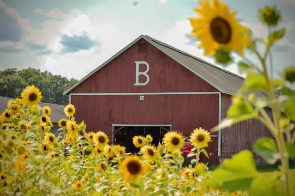 flower, petal, common sunflower, flowering plant, field, wildflower