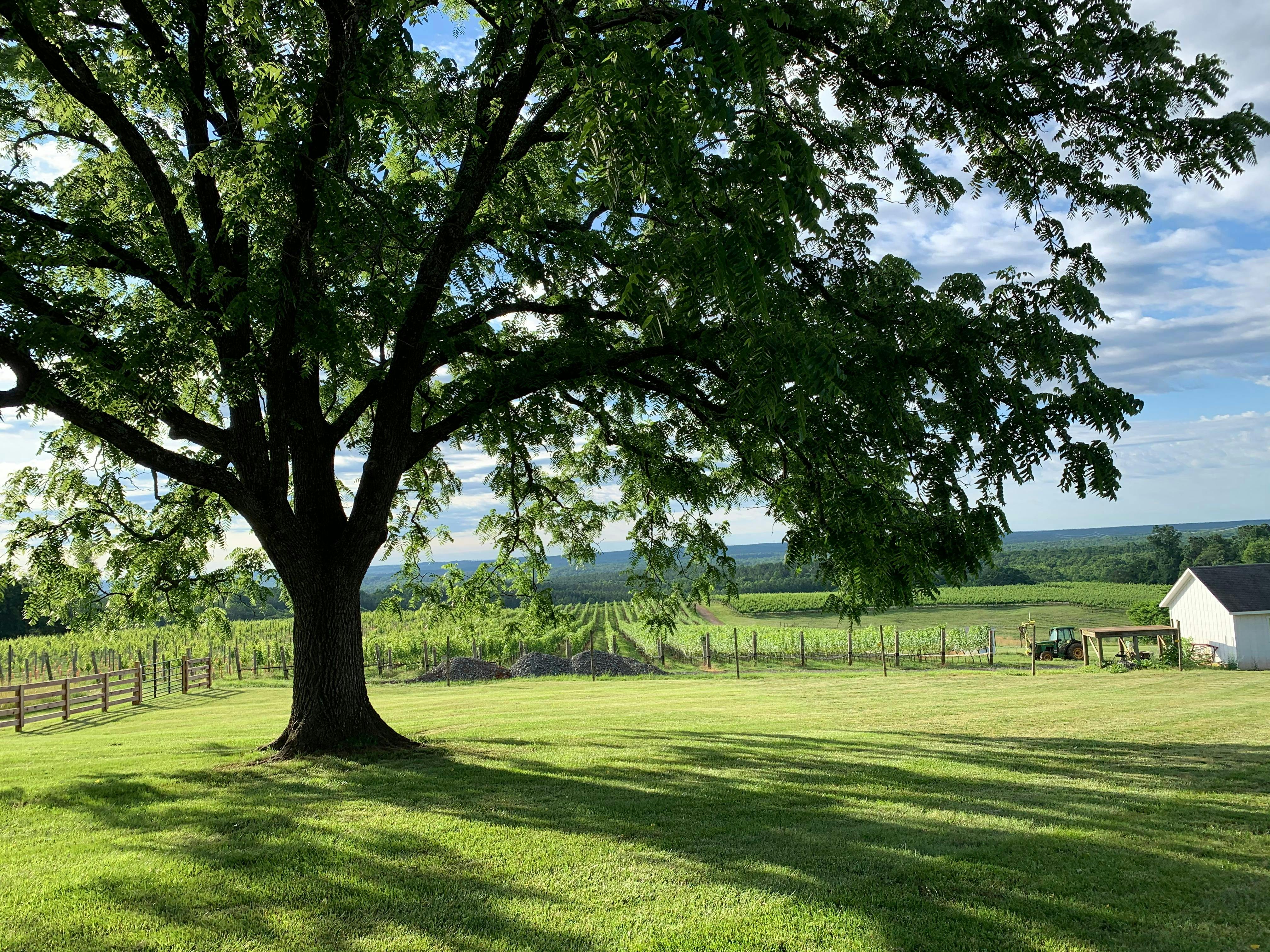 Blenheim Vineyards