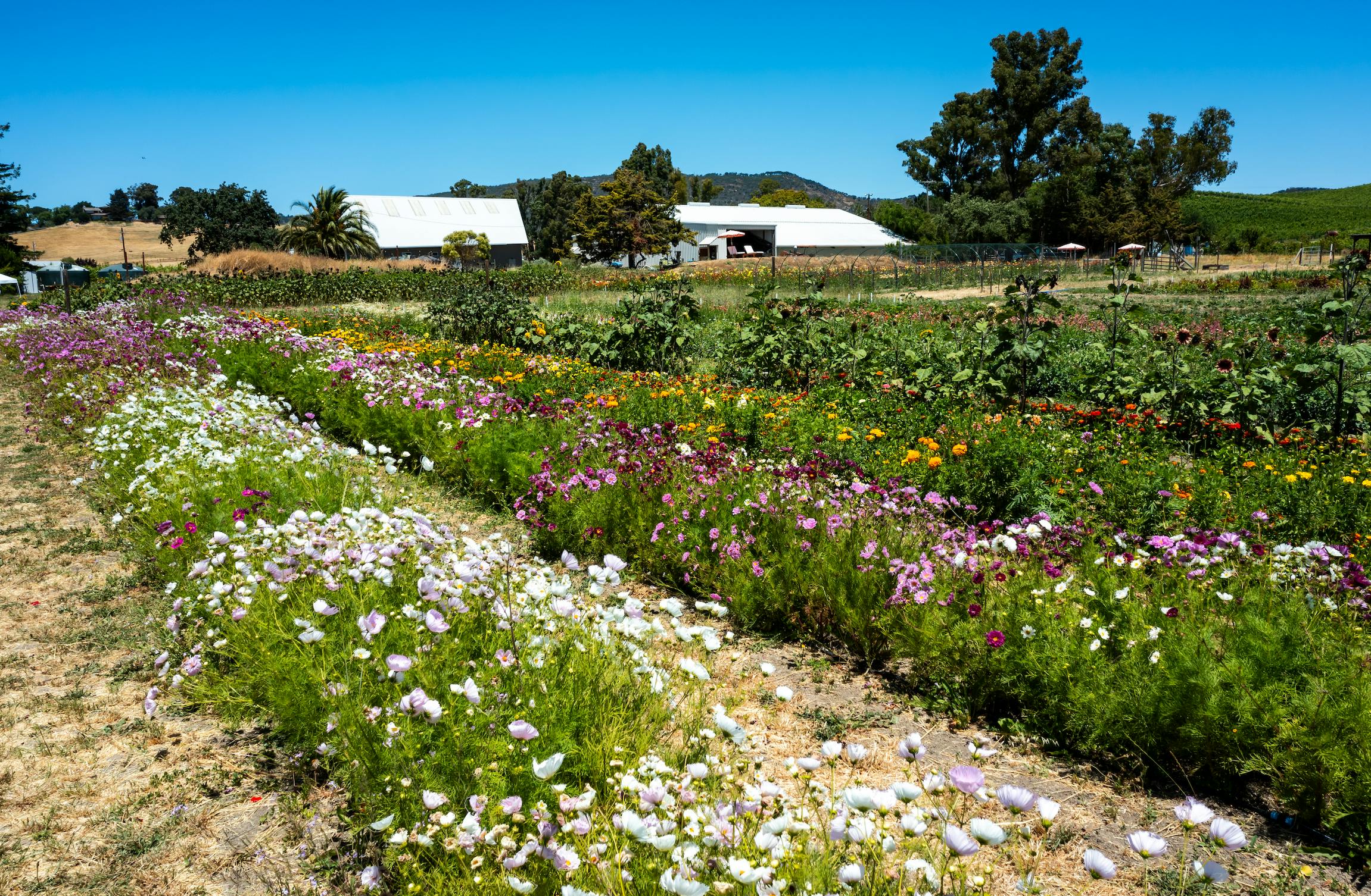 Cassidy Ranch