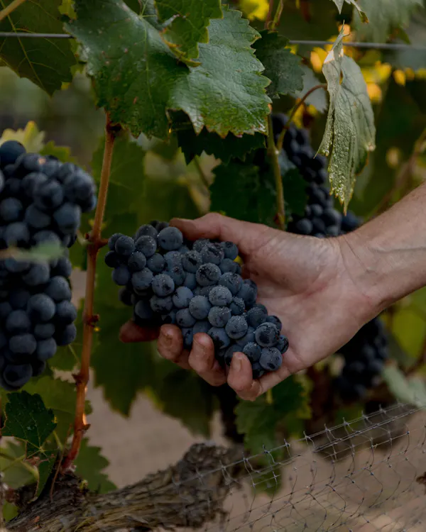 fruit, produce, fruit tree, grape, seedless fruit, food