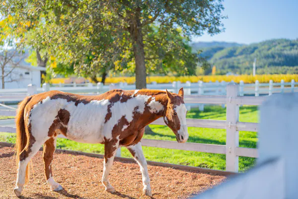 horse, working animal, sorrel, fence, ranch, pasture