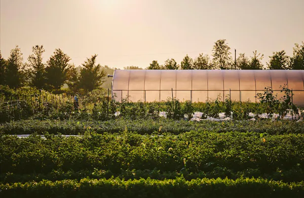 plantation, sunlight, greenhouse, agriculture, field, garden