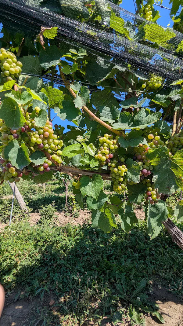 agriculture, fruit, fruit tree, grapes, produce, seedless fruit