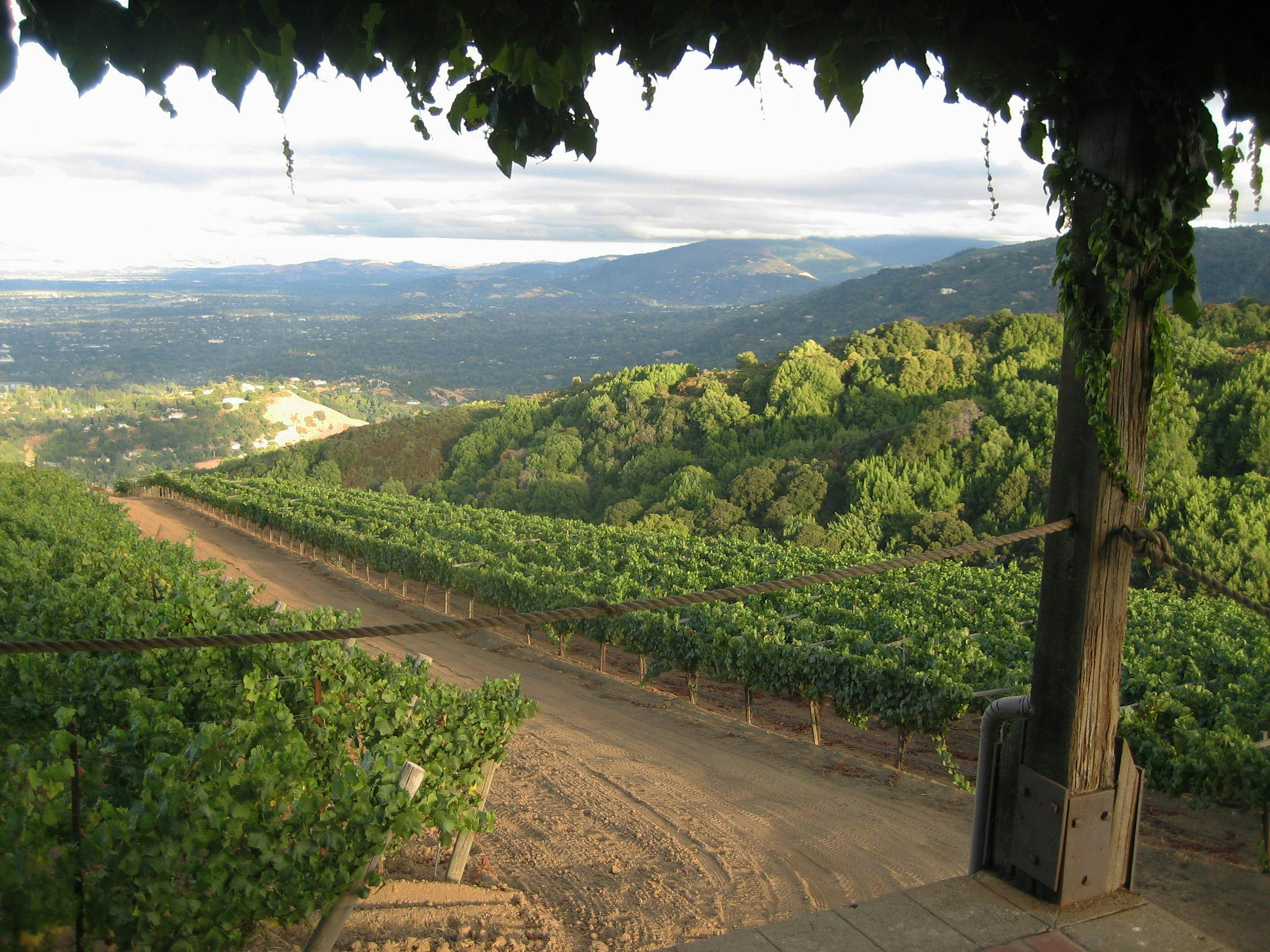 Mount Eden Vineyards