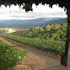 Mount Eden Vineyards
