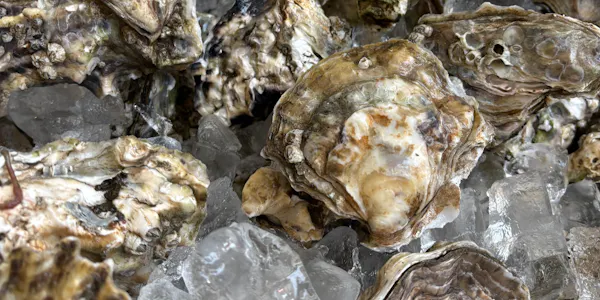 oyster, bivalvia, natural material, shellfish, seashell, seafood