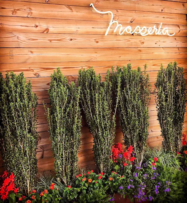 shrub, floristry, garden, floral design, hedge