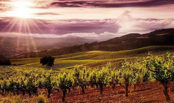 agriculture, natural landscape, plantation, field, plain, vineyard