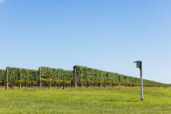 green, field, agriculture, plain, land lot, grassland