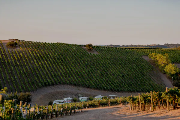 agriculture, plantation, field, crop, soil, vineyard