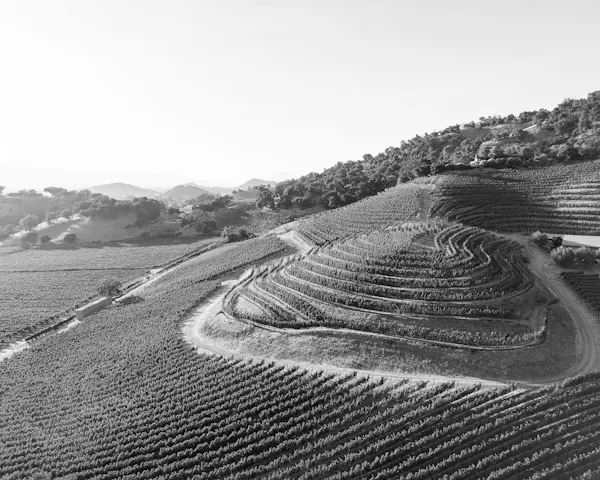 monochrome photography, agriculture, plantation, monochrome, field, black and white