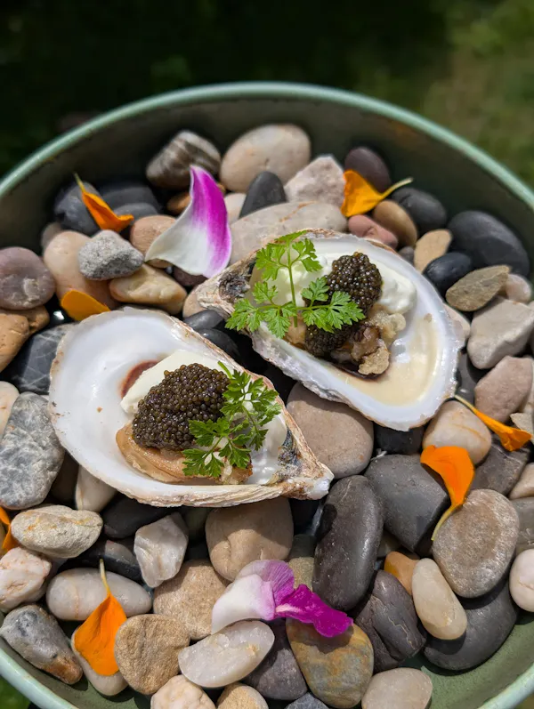bivalvia, seashell, food, shellfish, natural material, oyster