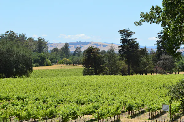 green, agriculture, plantation, plain, land lot, field