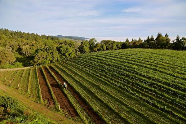 field, plantation, agriculture, farm, crop, sky