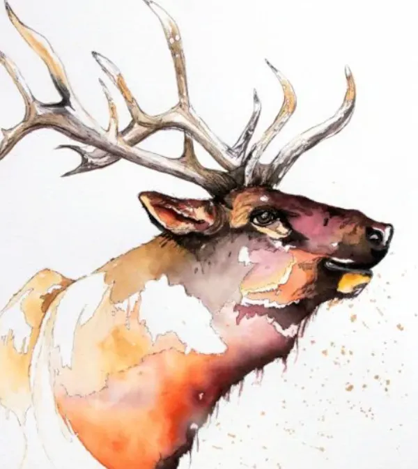 antler, terrestrial animal, elk, watercolor painting, tail, barren-ground caribou