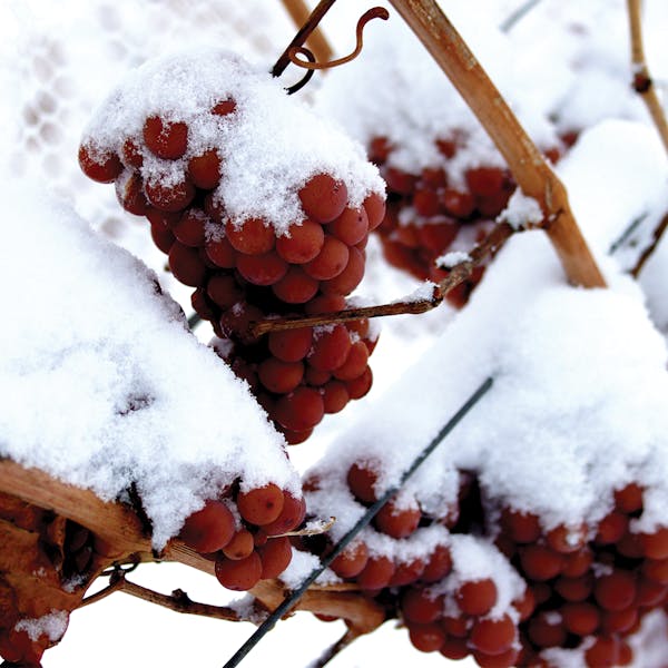 winter, branch, freezing, snow, fruit, twig