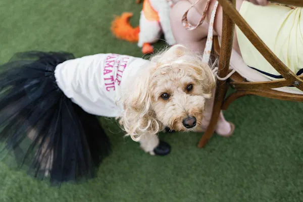 dog, dog clothes, carnivores, pet supply, dog supply, fur