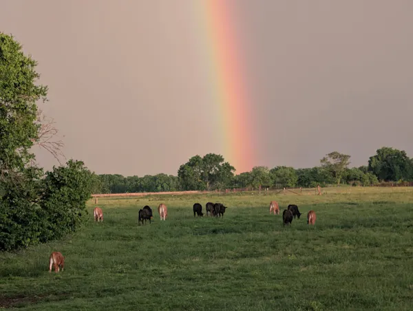 grassland, ecoregion, rainbow, natural landscape, grazing, pasture