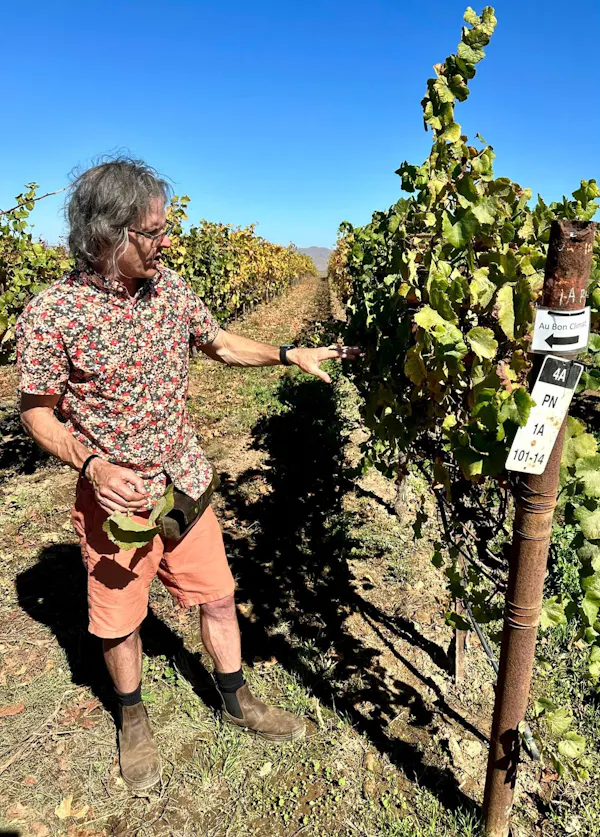 farmworker, agriculture, soil, people in nature, grapes, plantation