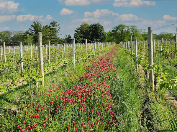 plant, sky, plant community, flower, cloud, natural landscape
