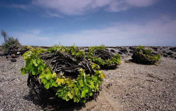 rock, coast, bedrock, soil