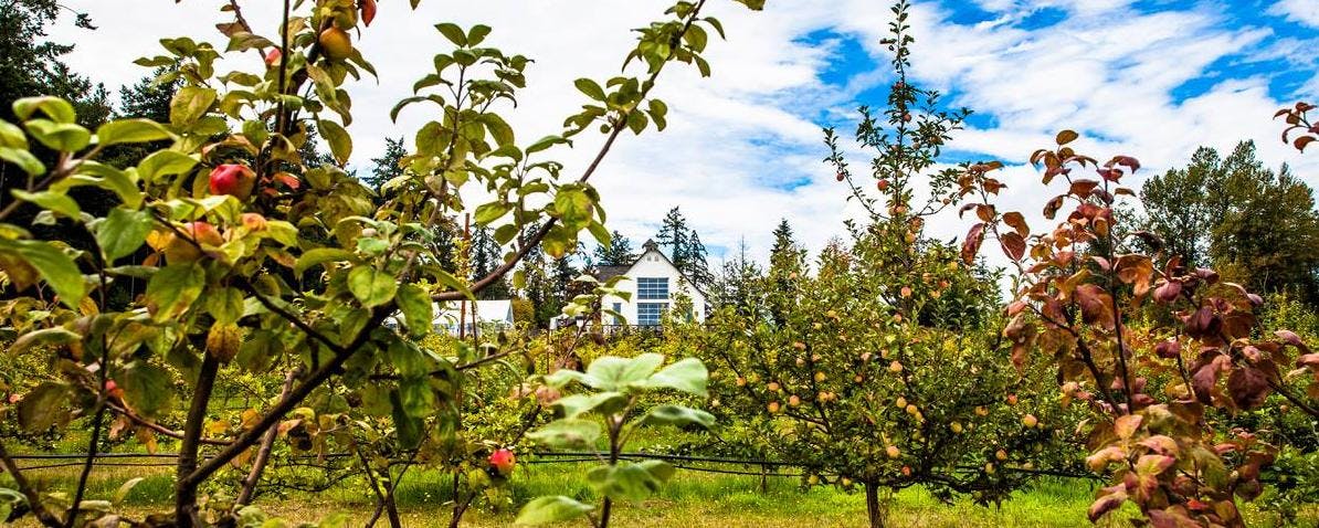 Sea Cider Farm and Ciderhouse