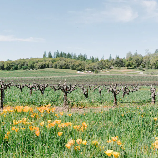 plants, flower, yellow, field, grassland, agriculture