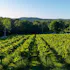 Chandler Hill Vineyards