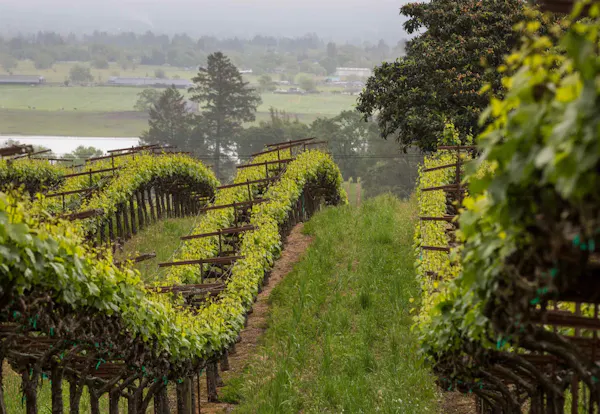 agriculture, plant community, garden, plantation, shrub, field