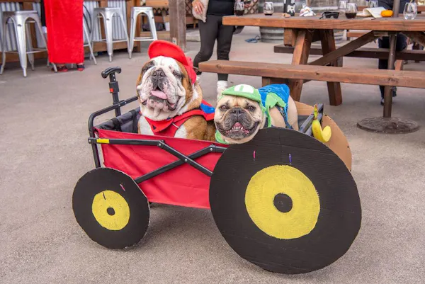 dog, carnivores, bulldog, canidae, fun, toy dog