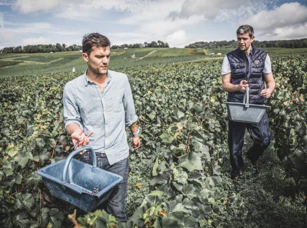 agriculture, farmworker, plantation, field, people in nature, farm