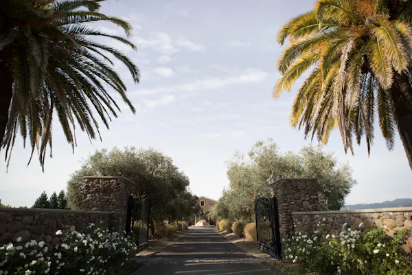 shrub, palm trees, driveway, landscaping, california palm, evening