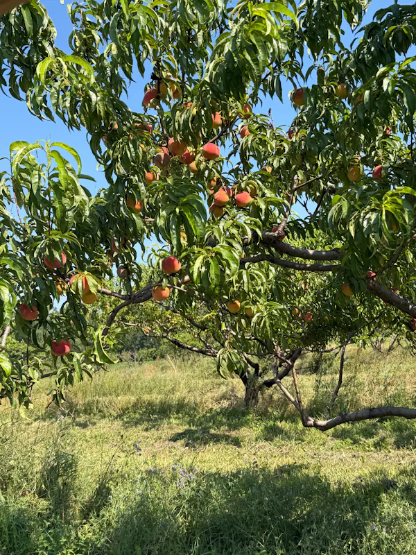 fruit tree, fruit, peach, natural foods, produce, plantation