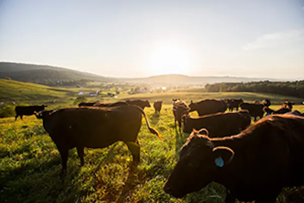 grassland, bovinae, pasture, ecoregion, herd, landscape