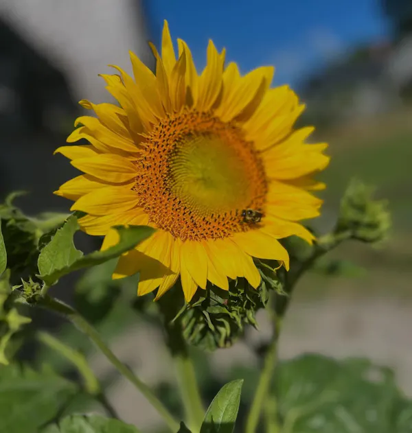 flower, petal, yellow, green, common sunflower, plants