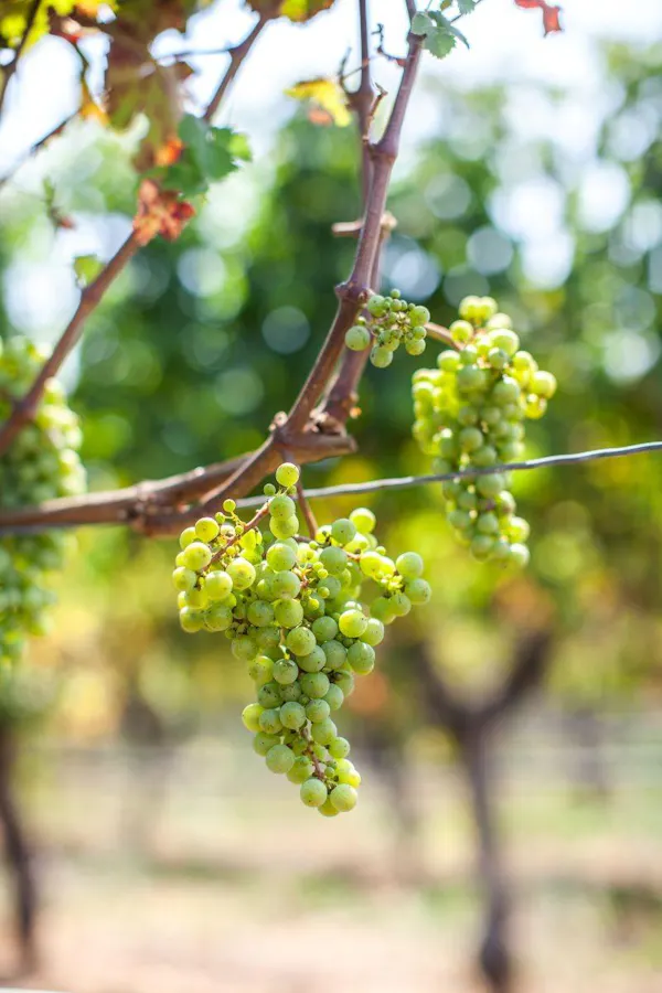 green, fruit, fruit tree, seedless fruit, agriculture, grapes