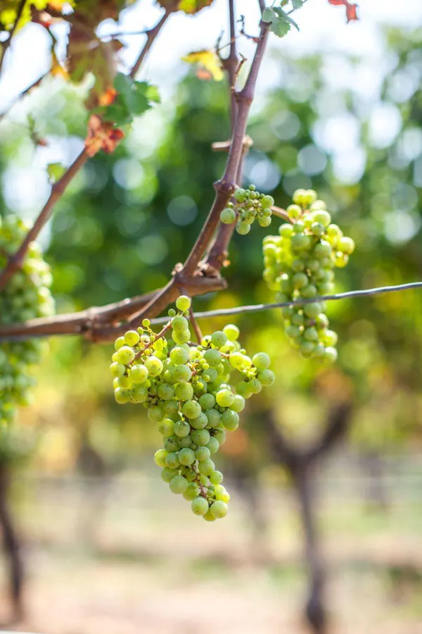 green, fruit, fruit tree, seedless fruit, agriculture, grapes