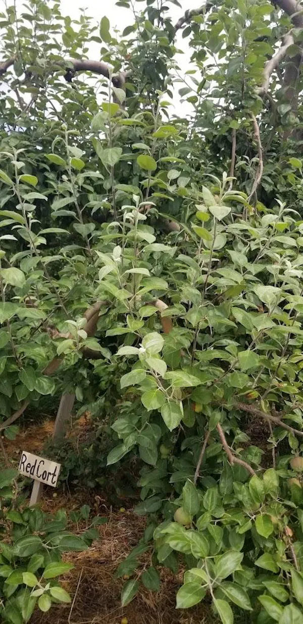 woody plant, fruit tree