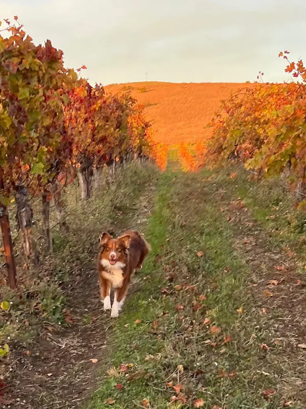 dog, carnivores, autumn, canidae, field, trail